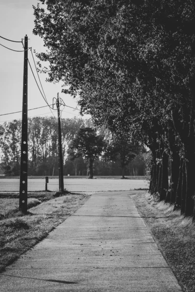 Ένα Γκρι Πλάνο Του Πεζοδρομίου Και Δεντρόφυτο Δρόμο — Φωτογραφία Αρχείου