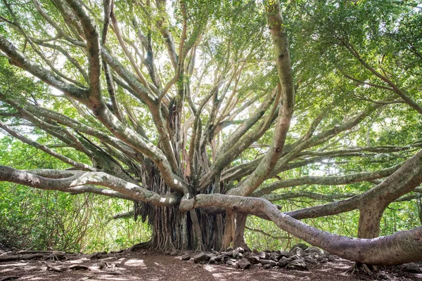 Uma Velha Árvore Multi Ramificada Floresta Dia Ensolarado — Fotografia de Stock