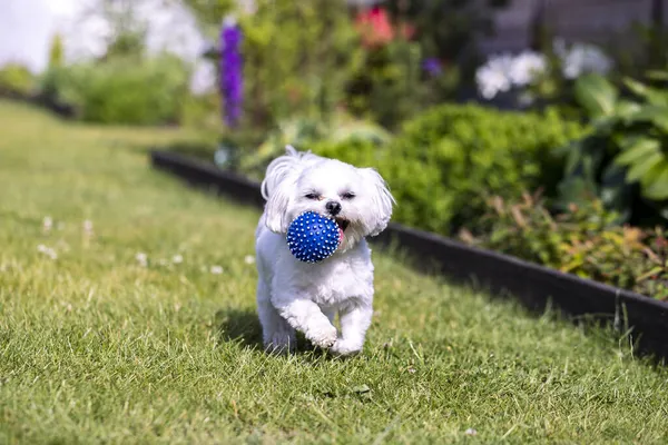 Cão Maltês Brincando Com Uma Bola Parque — Fotografia de Stock