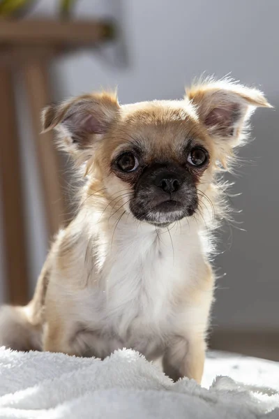 Eine Vertikale Aufnahme Eines Chihuahua Hundes Auf Dem Weichen Stoff — Stockfoto