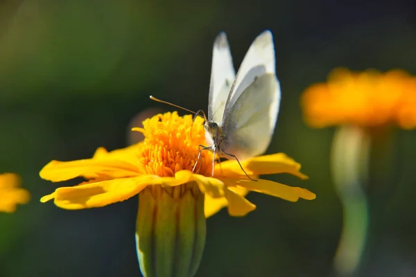 Макрознімок Капустяного Метелика Просіює Нектар Помаранчевої Квітки Розмитому Тлі — стокове фото