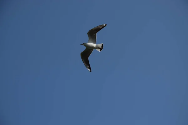 Eine Schöne Szene Von Blauem Himmel Und Einem Fliegenden Albatrossvogel — Stockfoto