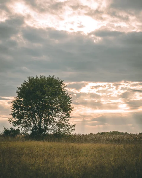 Lush Green Tree Grassy Field Dramatic Cloudy Sky — Stock Photo, Image