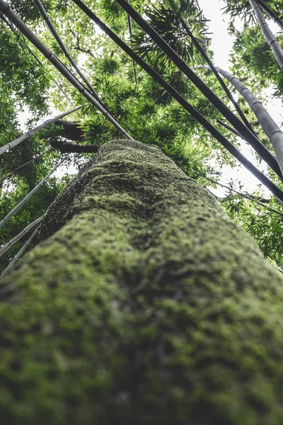 緑の苔生した幹を持つ森の中の背の高い緑の木の下の景色 — ストック写真