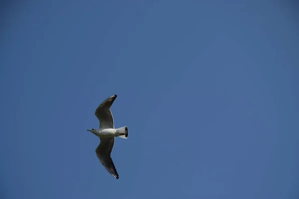 Vacker Scen Blå Himmel Och Albatross Fågel Flyger — Stockfoto