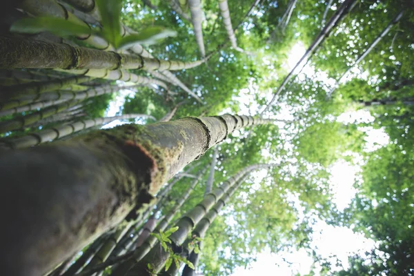Uma Vista Fundo Altas Árvores Verdes Exuberantes Floresta — Fotografia de Stock