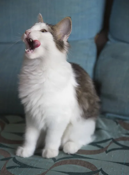 Vertical Shot White Gray Cat — Stock Photo, Image