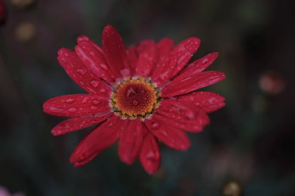 ภาพใกล ดของดอกไม สวยงาม ดอกไม ในสวนท ฝนตกและพ นหล งเบลอ — ภาพถ่ายสต็อก