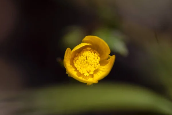 Een Close Shot Van Een Gele Waterlelie Een Wazige Achtergrond — Stockfoto