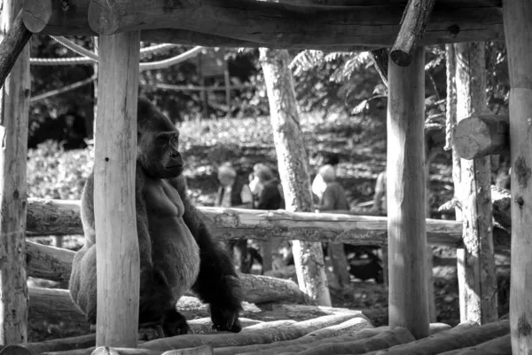 Šedivý Záběr Velké Silné Gorily Stříbřité Sedící Dřevěném Domě Venku — Stock fotografie