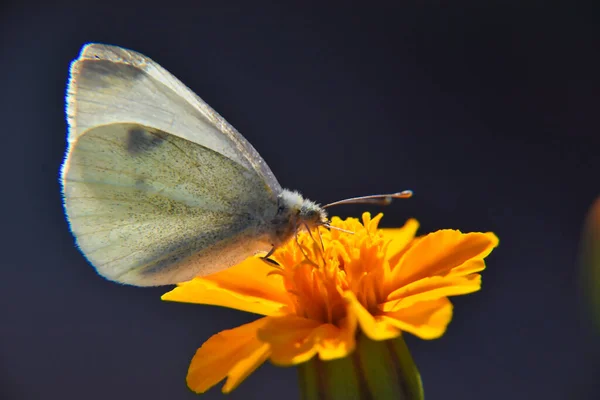 Макрознімок Капустяного Метелика Просіює Нектар Помаранчевої Квітки Розмитому Тлі — стокове фото