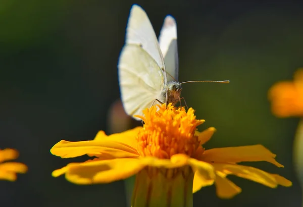 Macro Shot Cabbage Butterfly Sipping Nectar Orange Flower Blurred Background — Stock Photo, Image