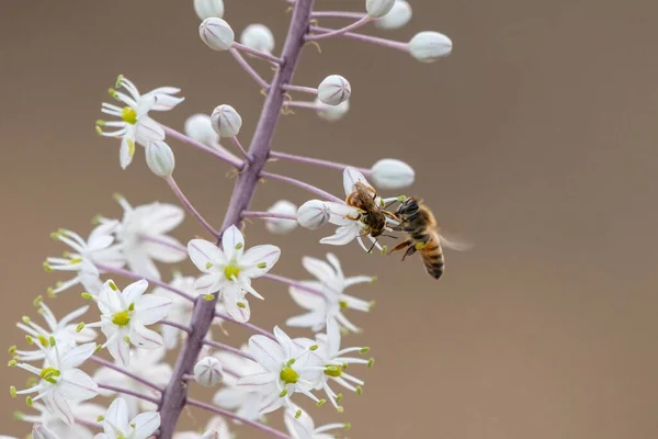 Een Macro Shot Van Bijen Zamelend Stuifmeel Van Witte Bloemen — Stockfoto