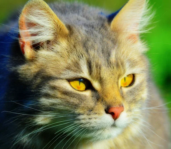 一只长着黄眼睛和长长的胡须的可爱灰猫的近照 — 图库照片
