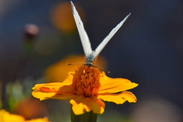 在模糊的背景下 大白菜蝴蝶从桔子花中吸蜜的宏观照片 — 图库照片