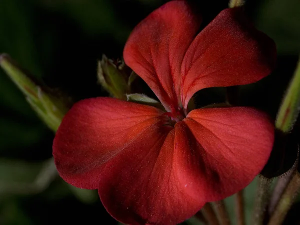 Macro Photographie Une Belle Fleur Rouge — Photo