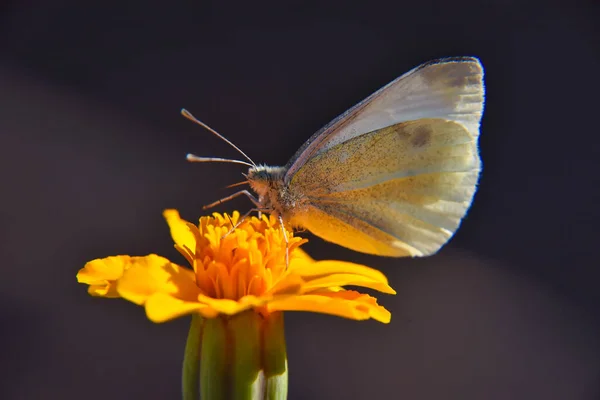 Una Macro Toma Una Mariposa Col Sorbiendo Néctar Una Flor — Foto de Stock