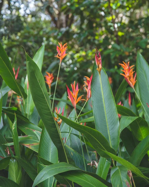 Una Hermosa Strelitzia Reginae Ave Del Paraíso Flores Jardín —  Fotos de Stock