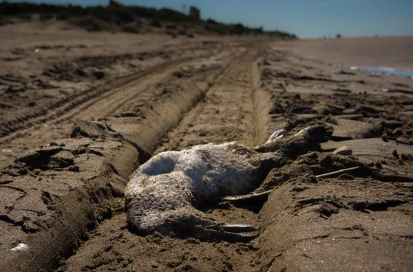 dead marine bird run over by a vehicle on the shore of a beach