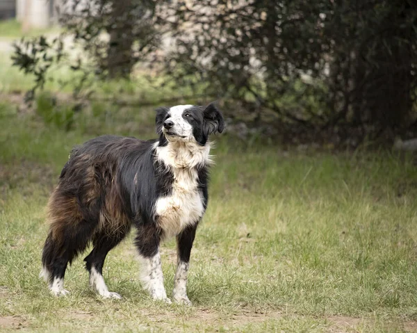 Full Length Border Collie Cão Jardim Livre — Fotografia de Stock