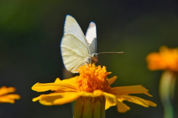 Macro Shot Cabbage Butterfly Sipping Nectar Orange Flower Blurred Background — Stock Photo, Image