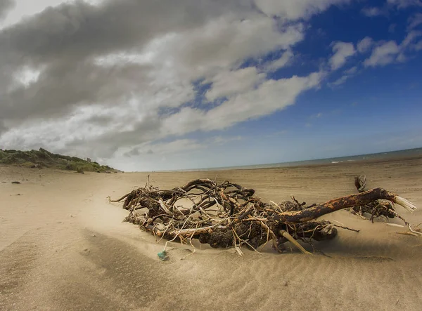 Пень Дерева Бросает Берег Пляжа Pehuen Аргентине — стоковое фото