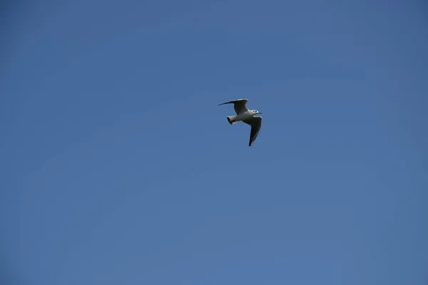 Uma Bela Cena Céu Azul Pássaro Albatroz Voando — Fotografia de Stock