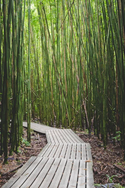 Ein Schmaler Hölzerner Fußweg Durch Hohe Grüne Bambusbäume — Stockfoto