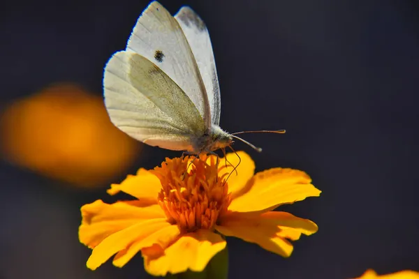 背景がぼやけているオレンジの花から蜜をすすいでキャベツ蝶のマクロショット — ストック写真