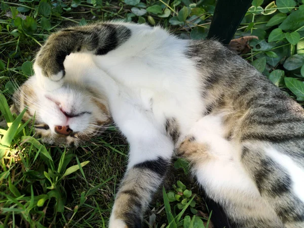 Closeup Shot Cat Laying Sleeping Grass — Fotografia de Stock