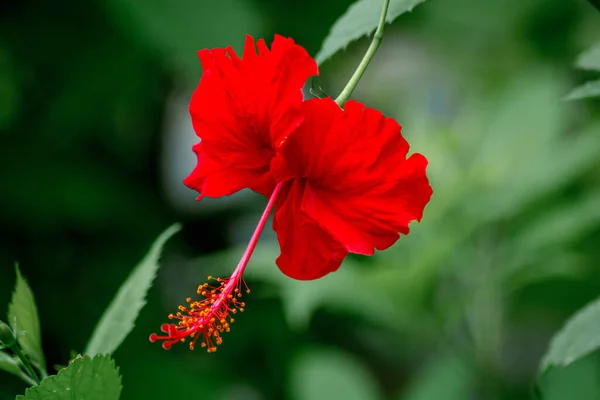 Beautiful Closeup Shot Red Hibiscus Plant Blurry Green Natural Background — Stock Photo, Image