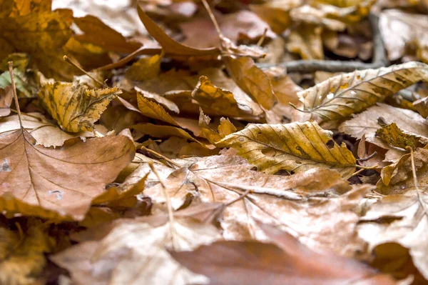 Selective Focus Shot Autumn Season Dry Leaves Ground Park — Stock Photo, Image