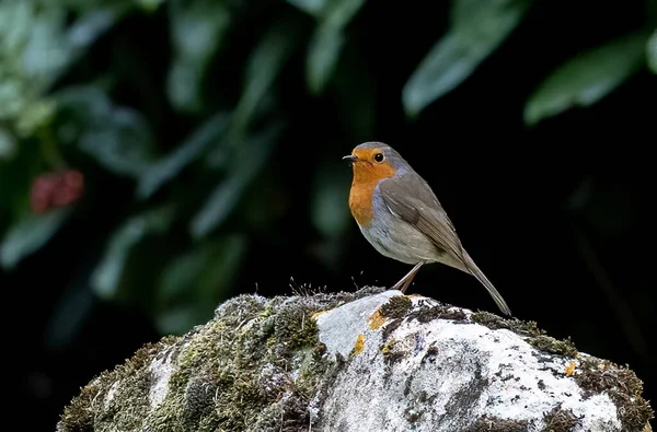 European Robin Perching Mossy Rock Blurred Background — Photo