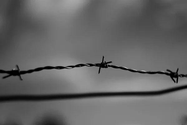 Grayscale Selective Focus Metal Fence Wire — Stock fotografie