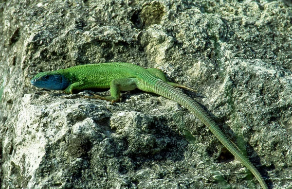 Closeup Shot European Green Lizard Austria —  Fotos de Stock