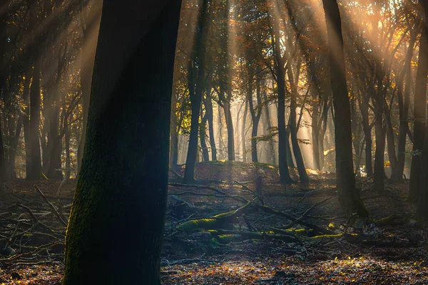 Beautiful Shot Sunlight Dark Forest Surrounded Tall Trees — Foto de Stock