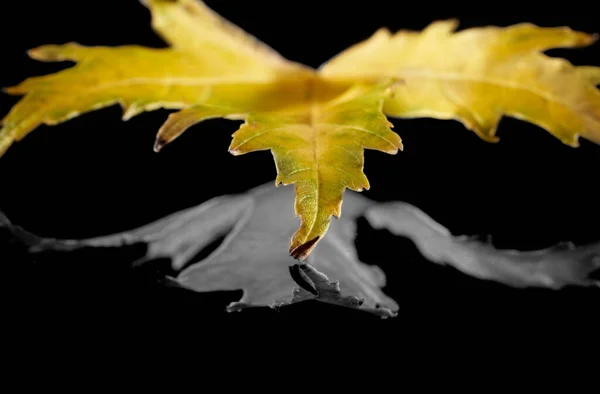 Maple Leaf Reflecting Mirror Dark Background — Fotografia de Stock