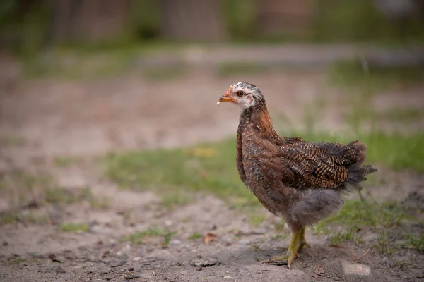 Closeup Shot Free Range Chick Foraging Grasses Farm — Foto Stock