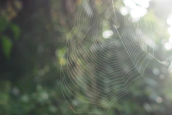 Selective Focus Shot Spider Web — Photo