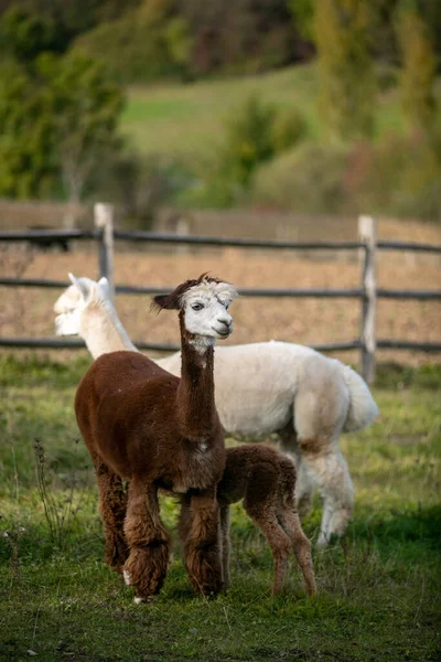 Vertical Shot Cute Three Llamas Lawn — Stockfoto