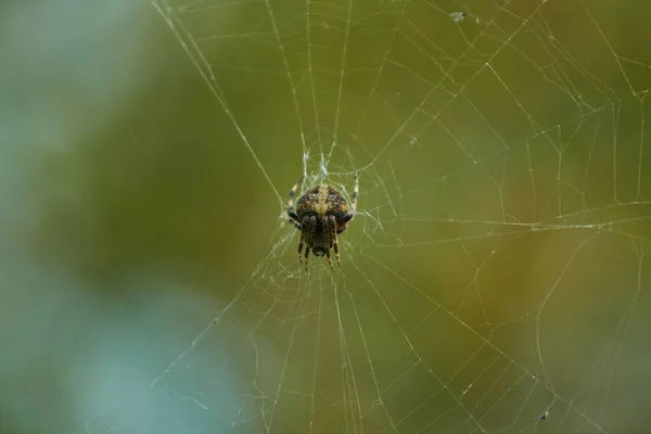 Selective Spider Its Web — Stock Photo, Image