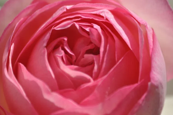 Hermoso Rosa Rosa Primer Plano —  Fotos de Stock