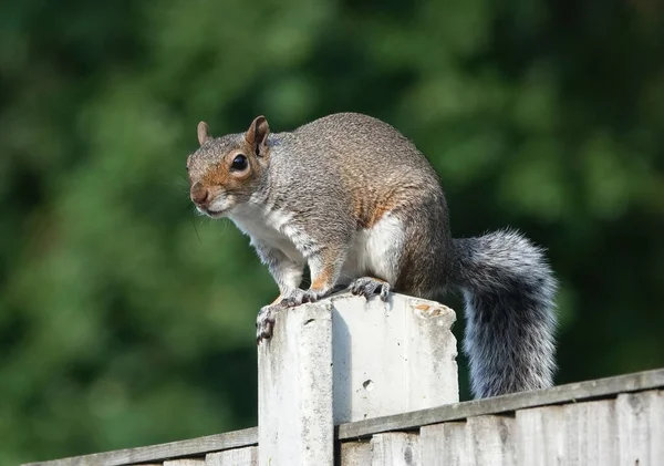 Closeup Cute Gray Squirrel Bushy Tail Standing Wooden Fence Essex — Stockfoto