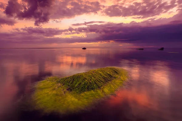 Een Prachtig Uitzicht Baltische Zee Paarse Lucht Bij Zonsondergang Zeewier — Stockfoto