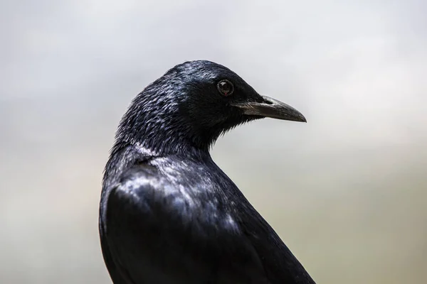 ぼやけた背景に黒い鳥のクローズアップショット — ストック写真