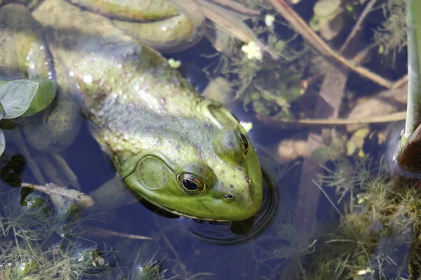 Closeup Shot Green Frog River Water Surface Shade Tree — Stockfoto