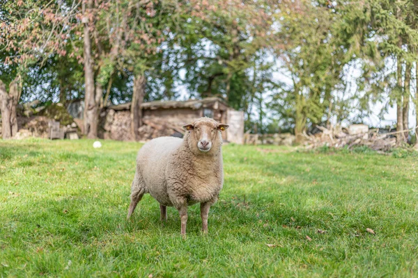 Tiro Close Ovelhas Pasto — Fotografia de Stock