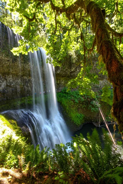 Beautiful View Waterfall Surrounded Lush Trees Plants Silver Falls State — Fotografia de Stock