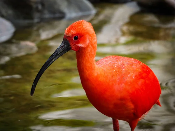 Selective Focus Shot Scarlet Ibis Bird Pond — Stock Photo, Image