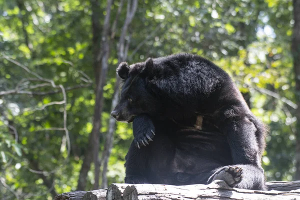 Asian Black Bear Ursus Thibetanus Huai Kha Khaeng Wildlife Sanctuary — Foto de Stock